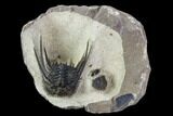 Kettneraspis Trilobite (Long Occipital Horn) - Lghaft, Morocco #107697-5